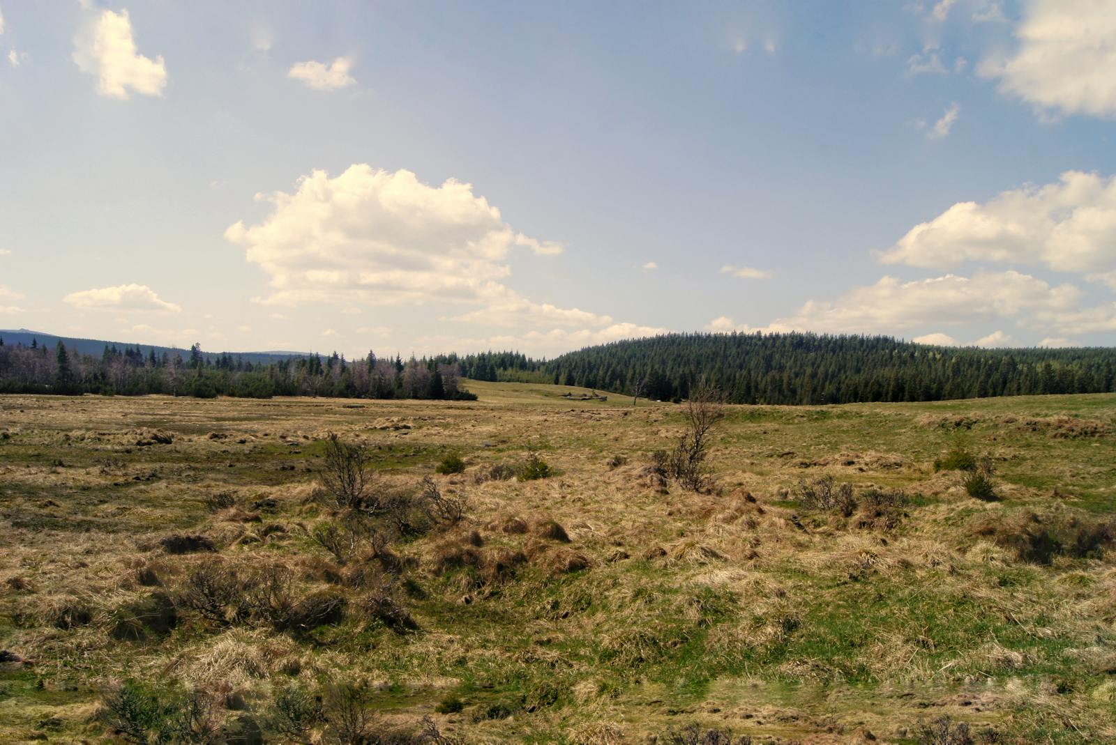 Expansive green landscape in Dolnośląskie, Poland featuring blue sky and clouds.