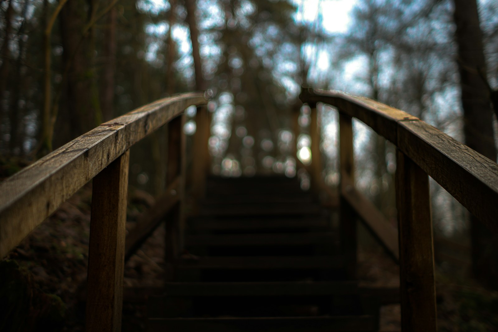 a set of stairs leading to a forest