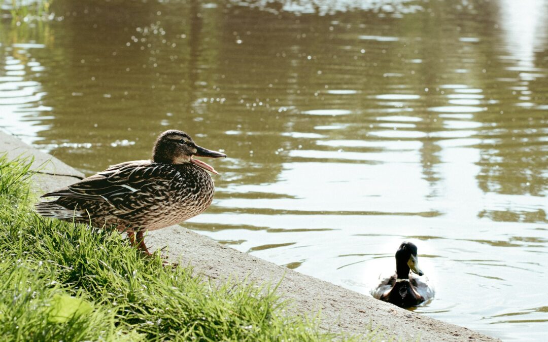Legnica co warto zobaczyć – pałace, fontanny i park miejski – miasto w sam raz dla seniora