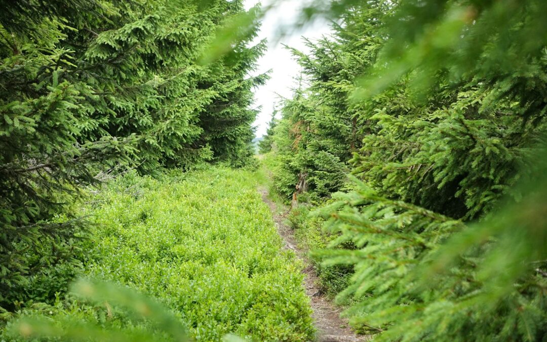 Świeradów Zdrój co warto zobaczyć – dom zdrojowy, wieża widokowa i kolej gondolowa bez tłoku