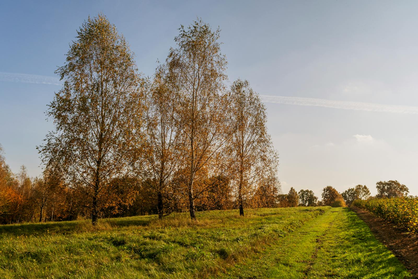 Golden autumn trees stand in a peaceful Kazimierz Dolny countryside field under a clear sky.