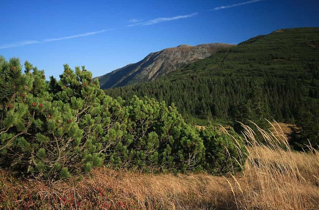 Babiogórski Park Narodowy – królowa Beskidów i jej tajemnice