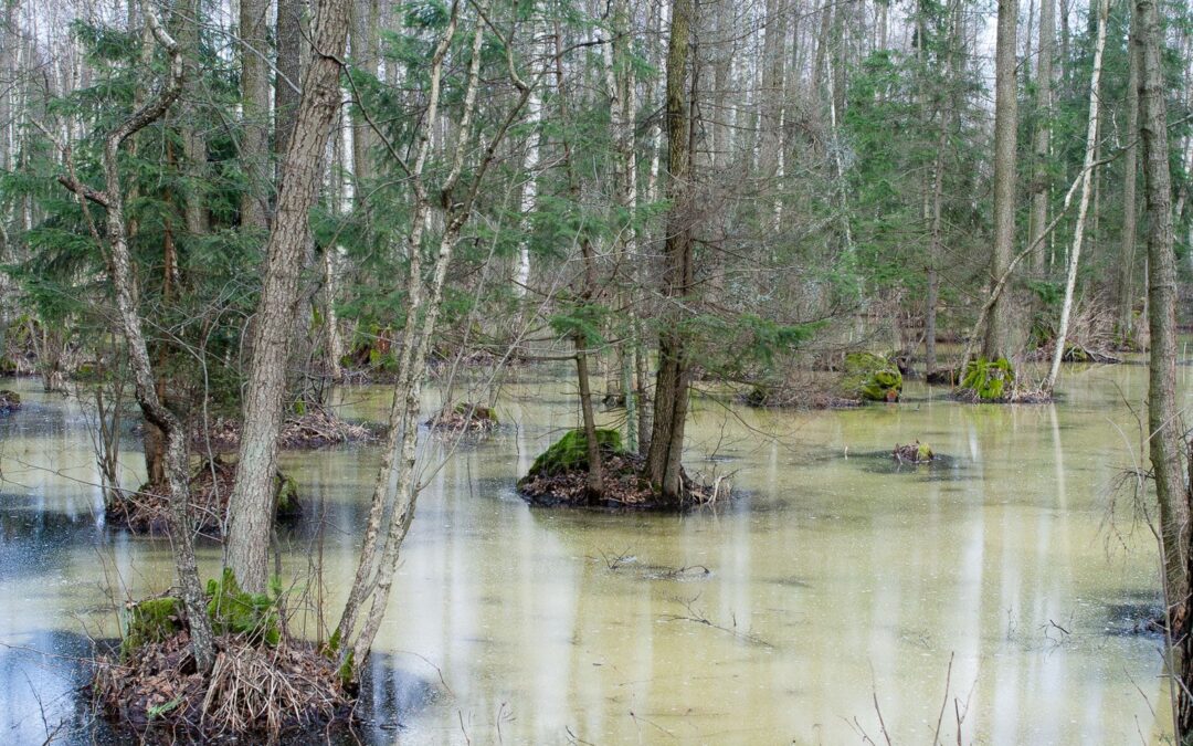 Biebrzański Park Narodowy – dzika ostoja bagiennych ptaków