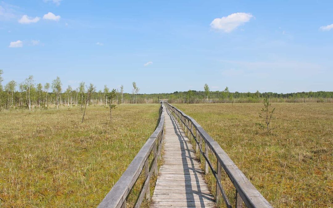 Poleski Park Narodowy – torfowiska, żurawie i dzika cisza