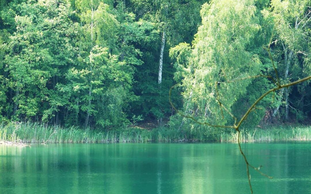 Drawieński Park Narodowy – rzeki, lasy i przygoda na kajaku