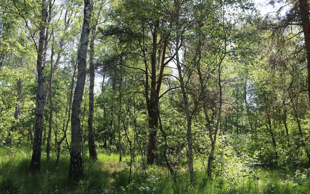 Kampinoski Park Narodowy – zielone płuca Warszawy