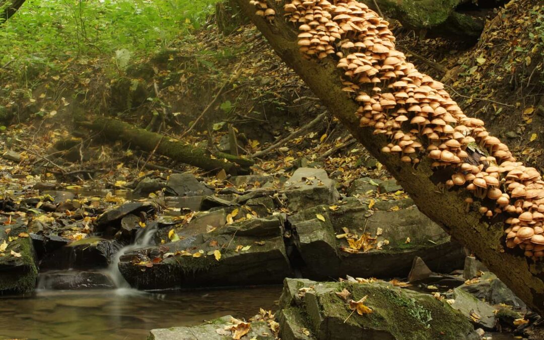 Magurski Park Narodowy – nieodkryty klejnot Beskidu Niskiego