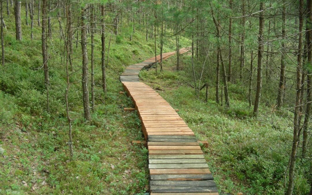 Bory Tucholskie Park Narodowy – sosnowe królestwo jezior