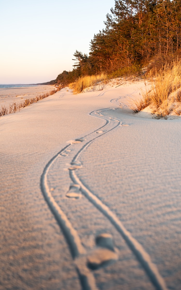 A trail in the sand with trees in the background