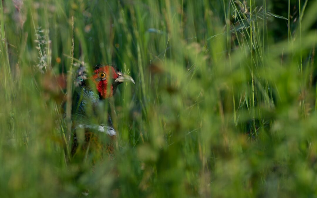 Świętokrzyskie co warto zobaczyć – Łysa Góra, klasztory i krajobrazy w rytmie slow