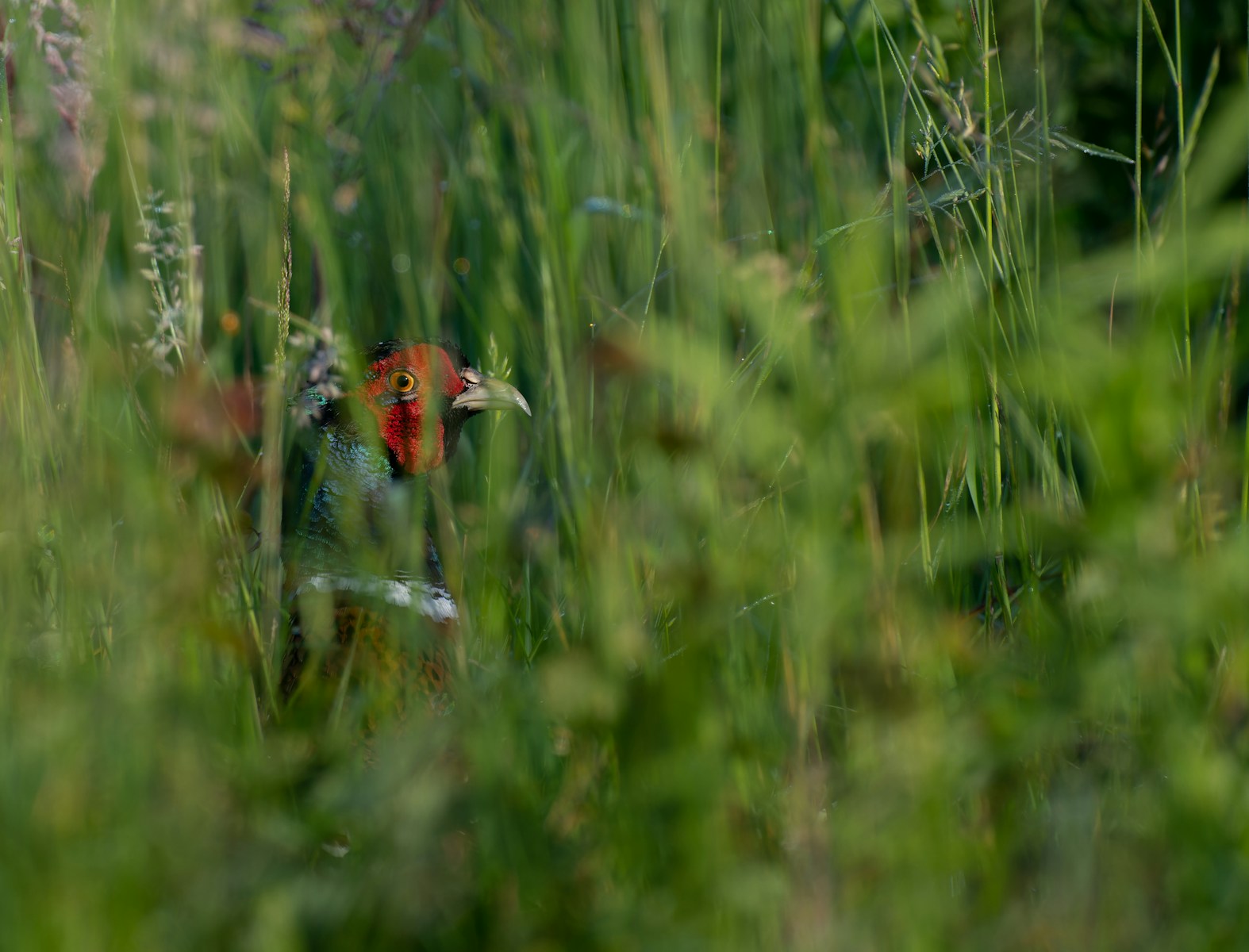 a ladybug on a plant