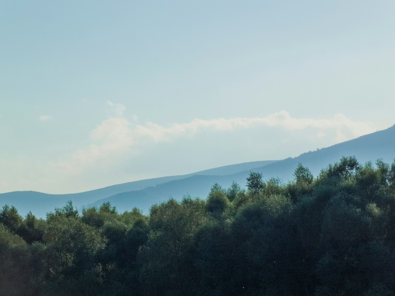 A herd of sheep grazing on a lush green hillside