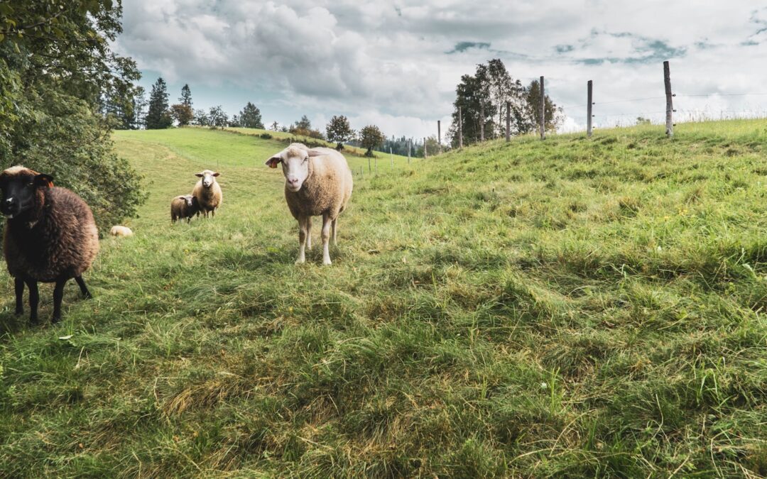Wisła co warto zobaczyć – górskie spacery i dom Małysza – atrakcje z dala od tłumów