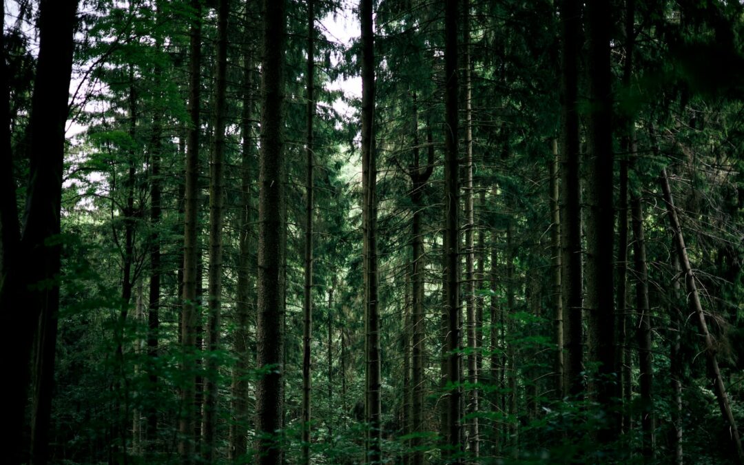 Park Narodowy Gór Stołowych – skalne miasta i labirynty