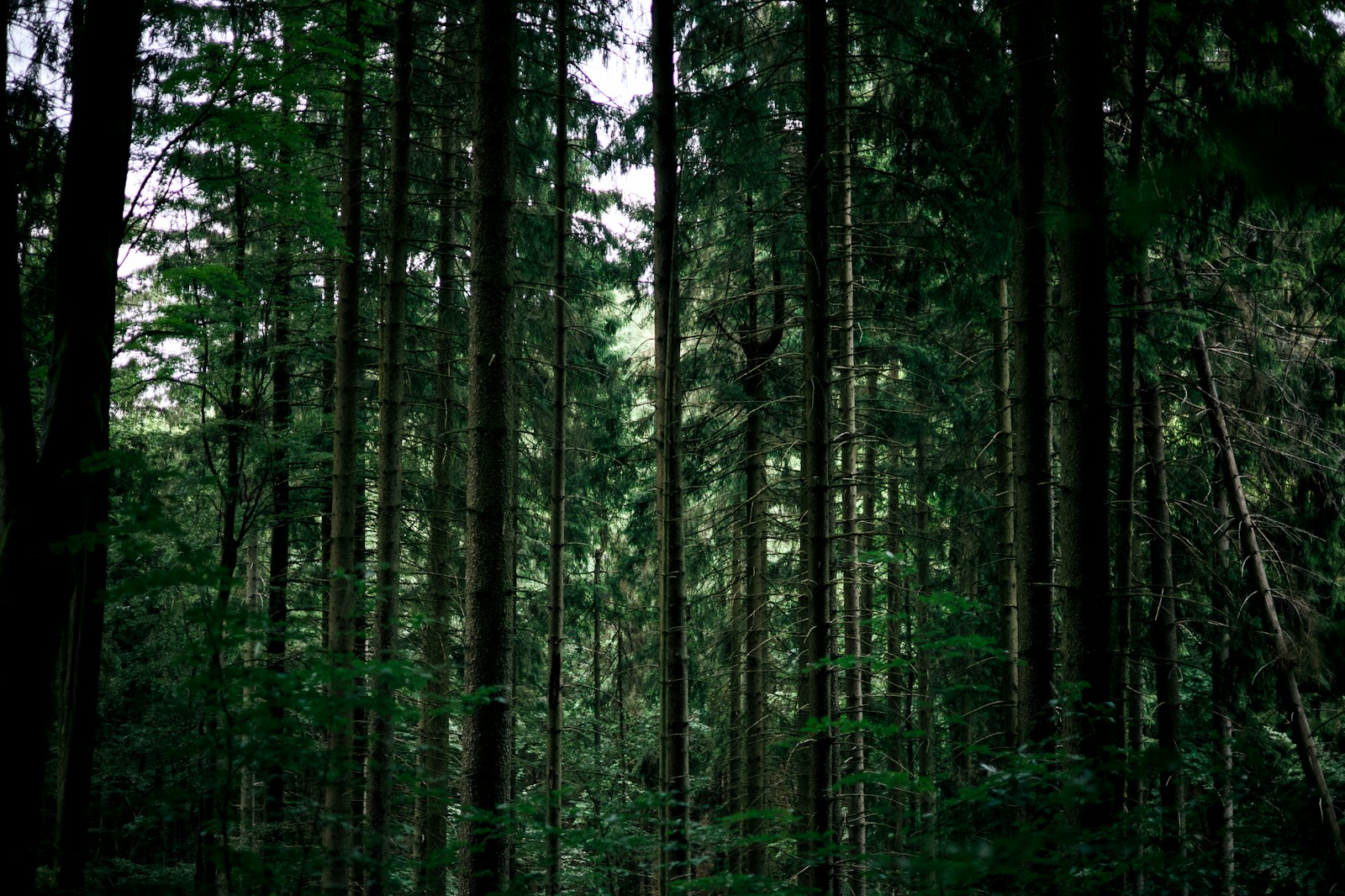 A forest filled with lots of tall trees