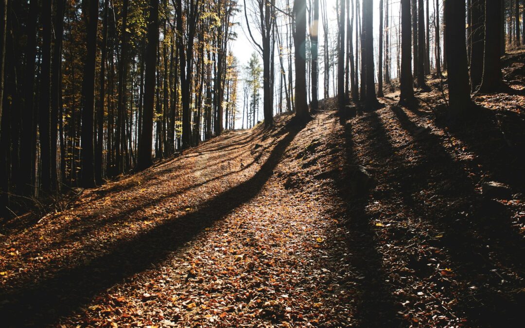 Góry Sowie co warto zobaczyć – łagodne podejścia i dużo ciszy – idealne na weekend dla seniora