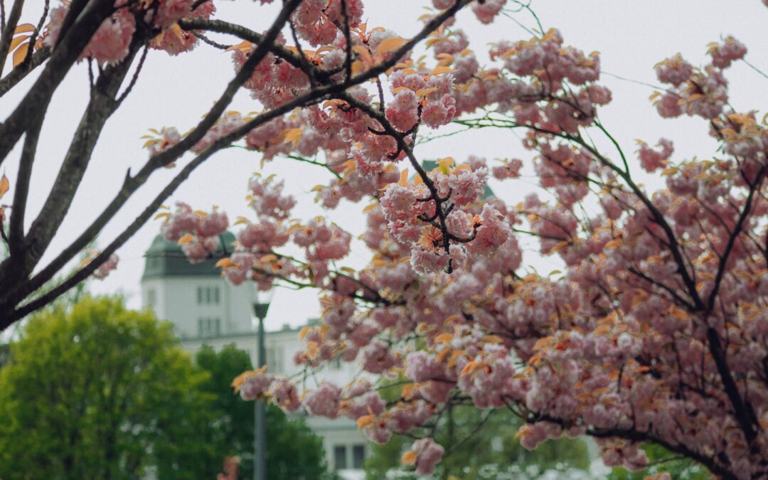 Zielona Góra co warto zobaczyć – winobranie, deptak i palmiarnia – przyjemna wycieczka na zachód