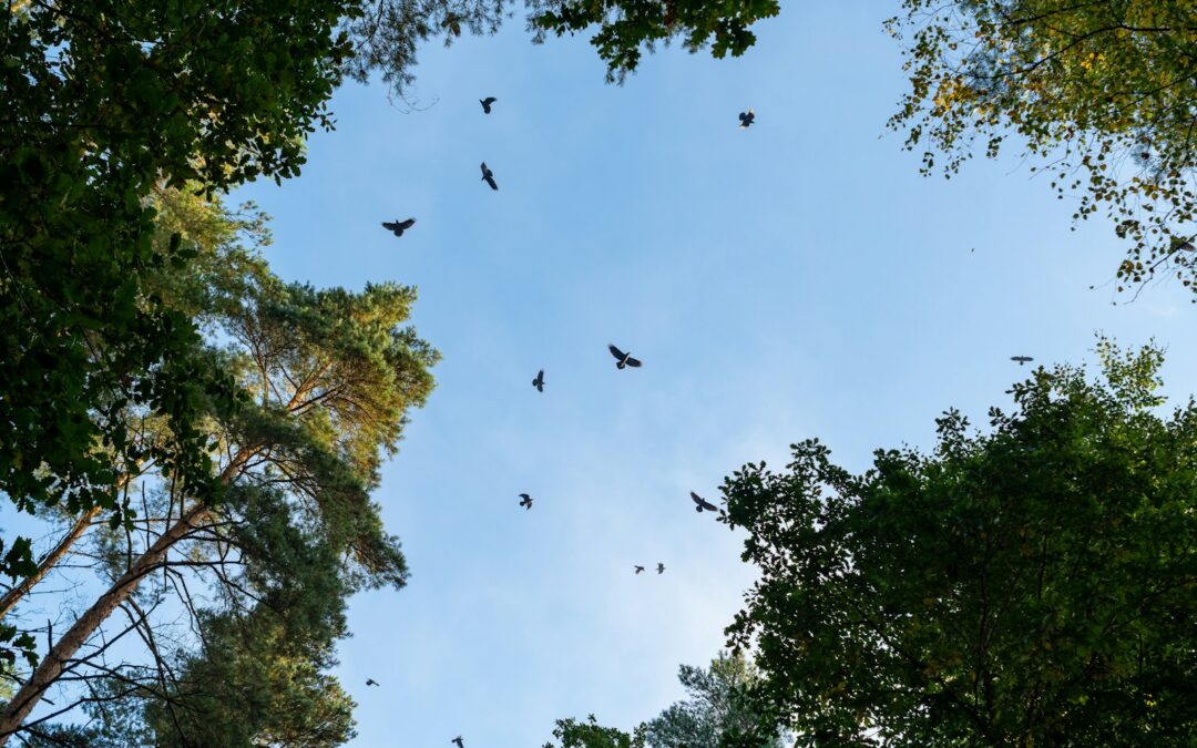 Świętokrzyski Park Narodowy – Łysica, gołoborza i legendy czarownic