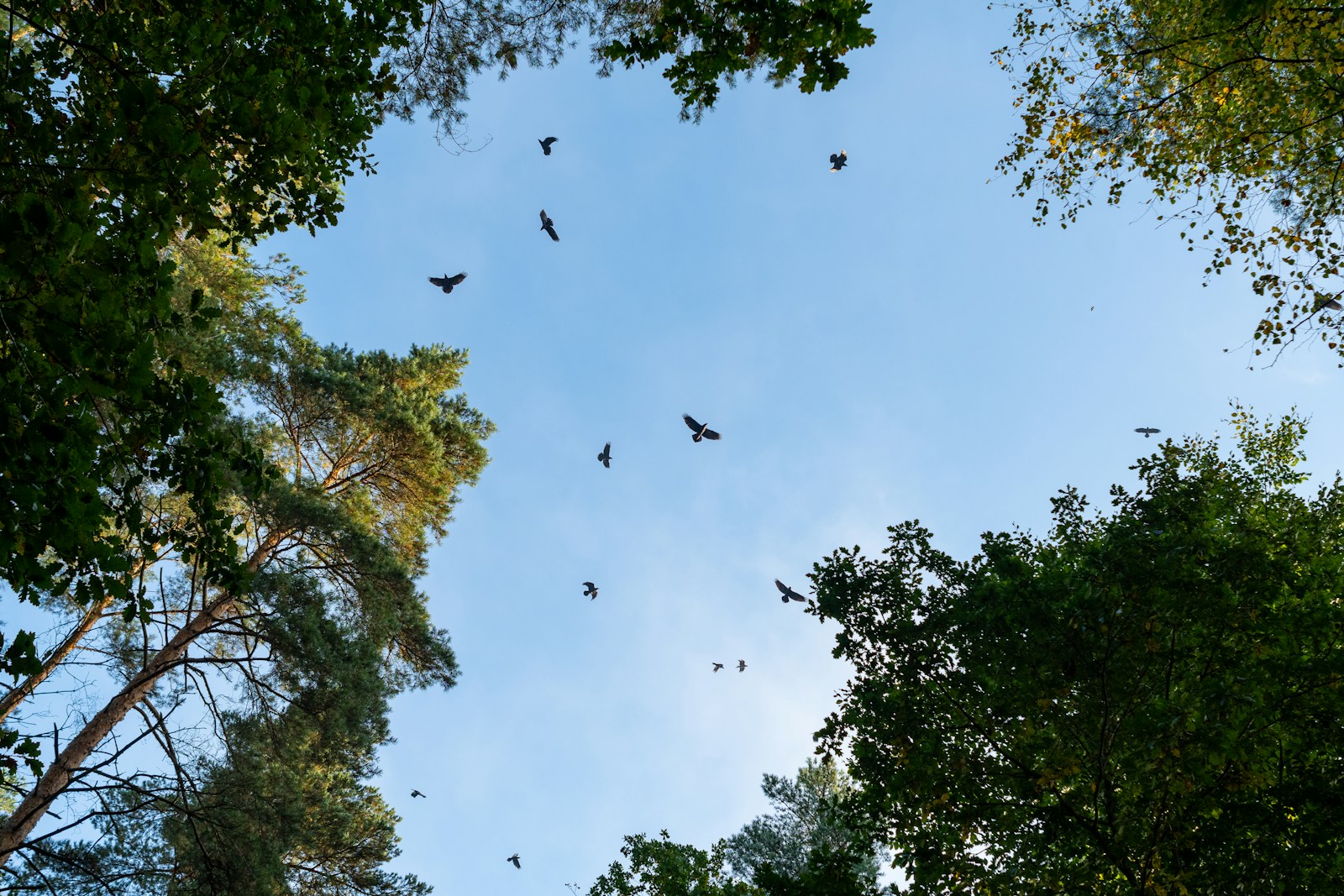 birds flying in the sky