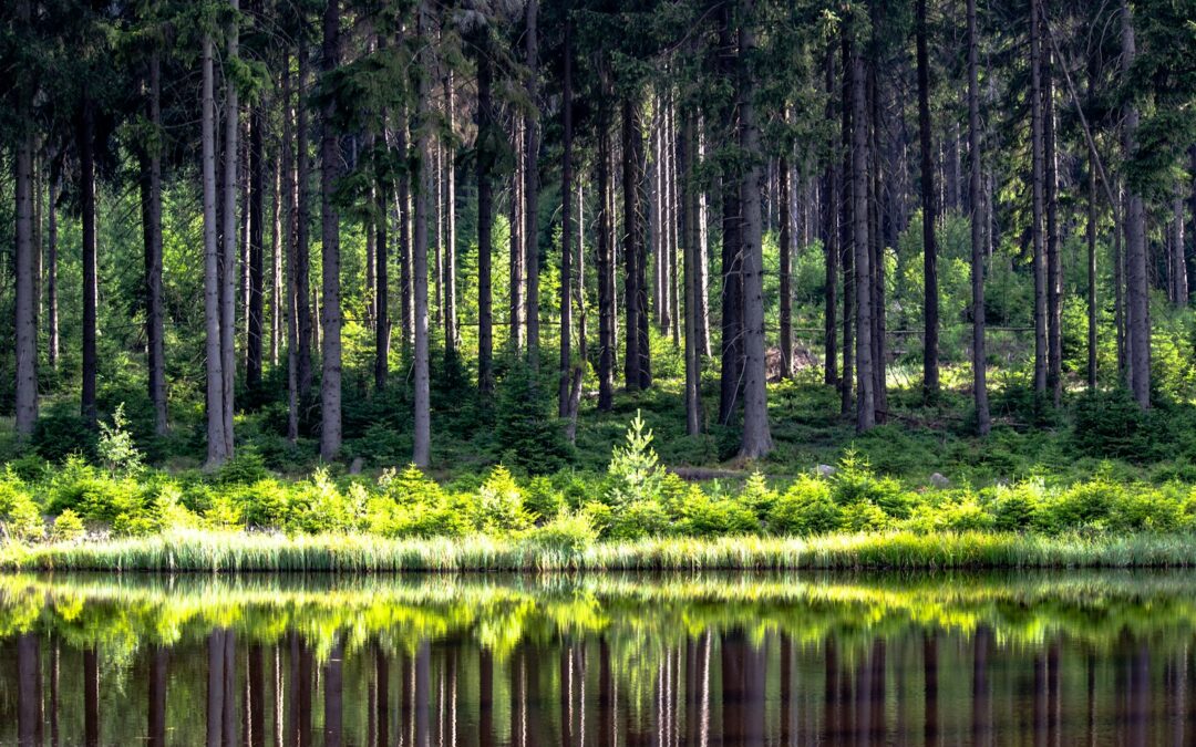 Kudowa Zdrój co warto zobaczyć – muzyka zdrojowa i cisza wśród zieleni – miejsce dla seniorów