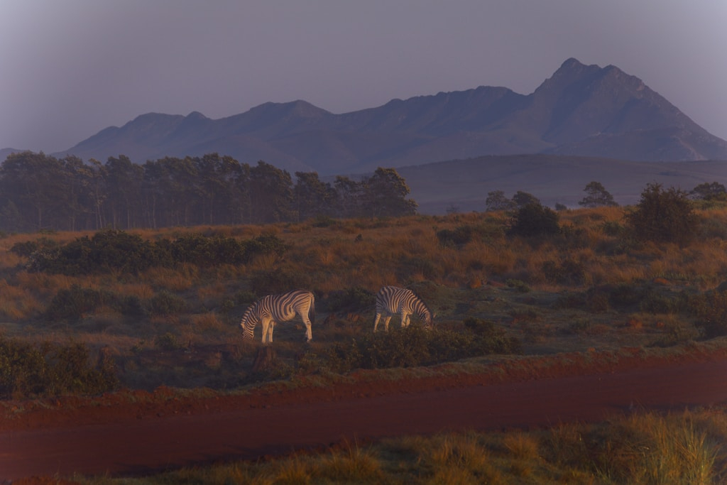 RPA bez pośpiechu: Bezpieczne i komfortowe safari dla dojrzałych podróżników