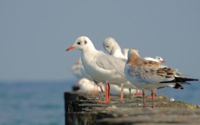 Pobyty zdrowotne nad morzem – dlaczego seniorzy coraz częściej wybierają Bałtyk?