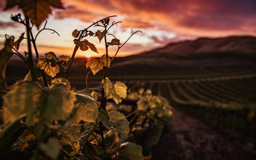 Tokaj – historia regionu z jednym z najstarszych systemów klasyfikacji winnic w Europie